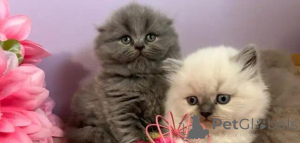 Photo №4. Je vais vendre scottish fold en ville de Badenheim. annonce privée - prix - Gratuit