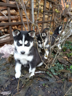 Photo №2 de l'annonce № 98106 de la vente husky de sibérie - acheter à L'Autriche annonce privée