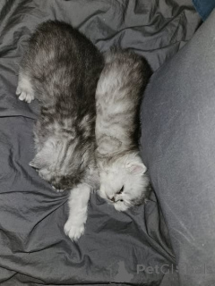 Photo №1. chat chinchilla - à vendre en ville de Main | 350€ | Annonce № 166476