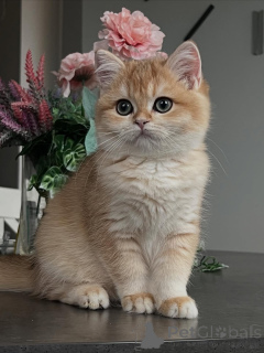 Photo №1. british shorthair - à vendre en ville de Egilsstaðir | 533€ | Annonce № 159411