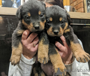 Photo №1. rottweiler - à vendre en ville de Fredericksborg | 800€ | Annonce №167517