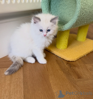 Photo №2 de l'annonce № 176583 de la vente ragdoll - acheter à Pays Bas éleveur