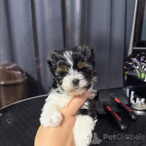 Photo №2 de l'annonce № 170562 de la vente bichon maltais - acheter à Allemagne éleveur