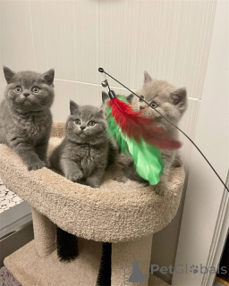 Photo №1. british shorthair - à vendre en ville de Mauvais münsteerefel | négocié | Annonce № 167580