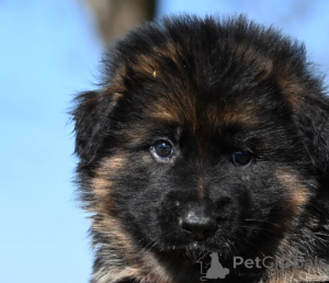 Photo №1. berger allemand - à vendre en ville de Coventry | 700€ | Annonce №138474