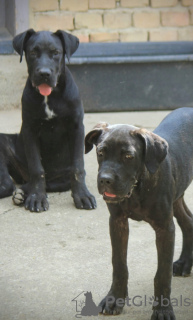 Photo №1. cane corso - à vendre en ville de Belgrade | 350€ | Annonce №116666