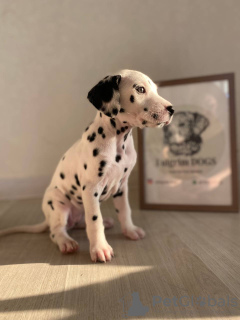 Photos supplémentaires: Dalmatiens tachetés de la pépinière d'élite FULGRIM Dogs