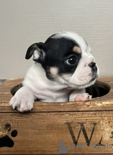 Photo №1. bulldog anglais - à vendre en ville de Columbus | Gratuit | Annonce №121035