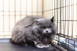 Photo №1.  - à vendre en ville de Khimki | Gratuit | Annonce № 159244