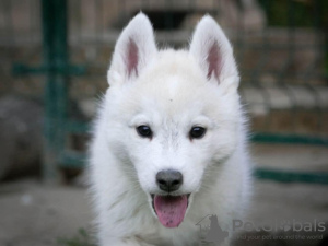 Photo №3. Chiot Husky Sibérien. Serbie