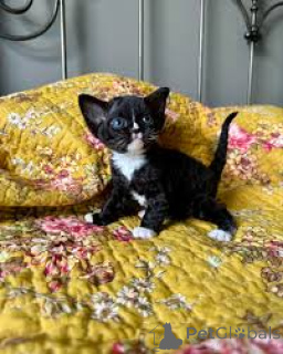 Photo №2 de l'annonce № 161618 de la vente devon rex - acheter à Belgique annonce privée, éleveur