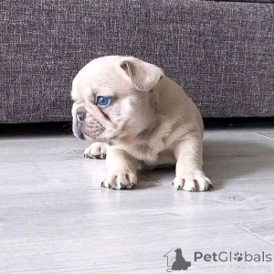 Photo №3. Adorables chiots Bouledogue Français chercher une famille aimante. France