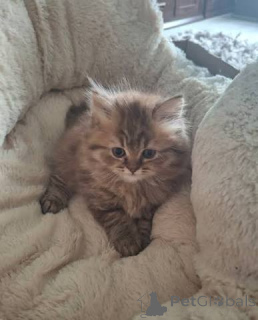 Photo №1. british shorthair - à vendre en ville de Maidstone | négocié | Annonce № 173862