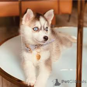 Photo №3. Chiots pomsky. La Grande-Bretagne