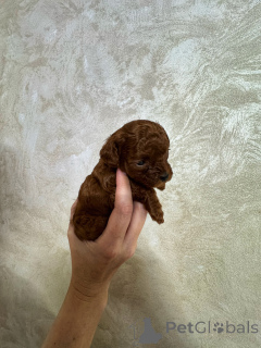 Photo №4. Je vais vendre caniche (jouet) en ville de Kaliningrad. éleveur - prix - 3557€