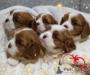 Photo №1. cavalier king charles spaniel - à vendre en ville de Minsk | négocié | Annonce №36948