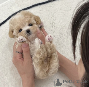 Photo №1. maltipu - à vendre en ville de Yerevan | 1063€ | Annonce №139197