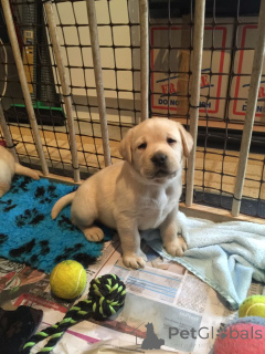 Photo №1. golden retriever, labrador retriever - à vendre en ville de Biefeld | négocié | Annonce №161290