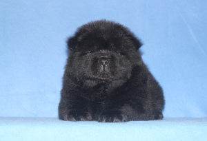 Photo №3. Chiots chow chow. Fédération de Russie