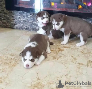 Photo №1. husky de sibérie - à vendre en ville de Senec | 340€ | Annonce №29249