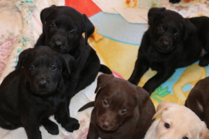 Photos supplémentaires: Labrador labradors biscuit, noir, chiots chocolat