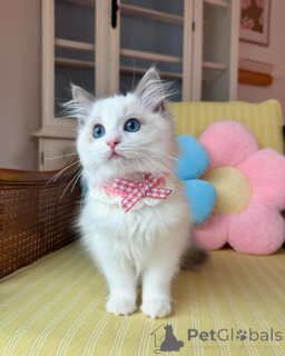 Photo №3. Entzückende Ragdoll-Kätzchen Zur Adoption. Allemagne