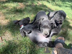 Photo №4. Je vais vendre cane corso en ville de Aalborg. annonce privée, éleveur - prix - 1€