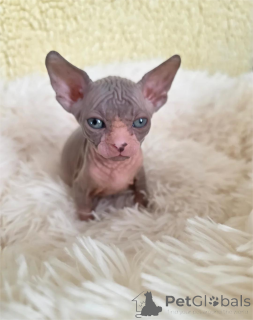 Photo №1. sphynx - à vendre en ville de Füssen | 350€ | Annonce № 154988