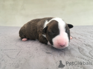 Photo №4. Je vais vendre bull terrier en ville de Poznan. éleveur - prix - négocié