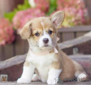 Photos supplémentaires: Chiots corgi gallois