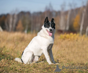 Photo №2 de l'annonce № 71794 de la vente chien bâtard - acheter à Fédération de Russie de l'abri