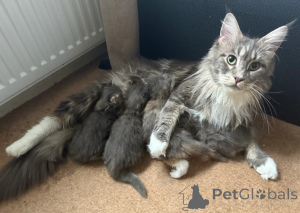 Photo №3. chatons maine coon. La finlande