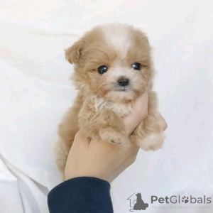Photo №3. Puppies Maltipoo disponibles pour adoption. USA