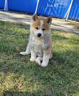 Photo №4. Je vais vendre akita (chien) en ville de Obrenovac. éleveur - prix - 250€