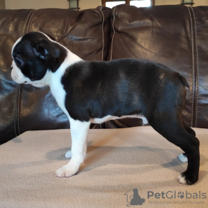 Photos supplémentaires: Chiots Boston Terrier à vendre