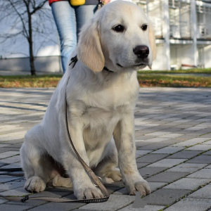 Photo №3. Golden retriever. Ukraine