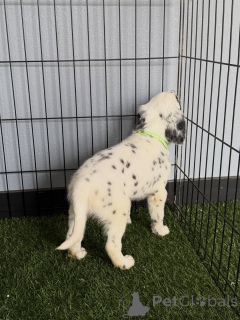 Photo №4. Je vais vendre dalmatien en ville de Munich. éleveur - prix - négocié