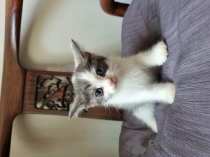 Photo №1. munchkin - à vendre en ville de Ronse | Gratuit | Annonce № 127985