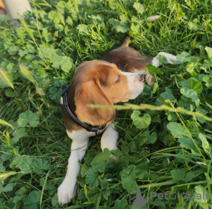 Photo №3. Beagle. Slovaquie