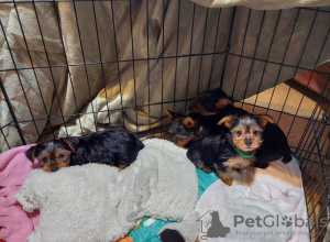 Photo №1. yorkshire terrier - à vendre en ville de Berlin | 550€ | Annonce №132612