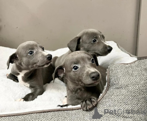Photo №1. lévrier whippet - à vendre en ville de Sans terre | 350€ | Annonce №178876