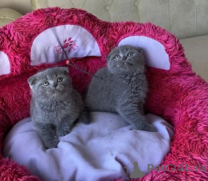 Photo №1. scottish fold - à vendre en ville de Belen | négocié | Annonce № 162309