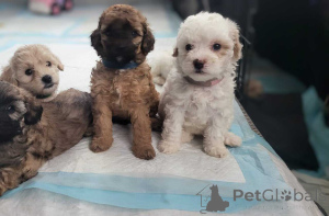 Photo №1. maltipu - à vendre en ville de Bayerbach Bei Ergoldsbach | 900€ | Annonce №150134