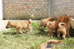 Photos supplémentaires: Chiots Shiba Inu