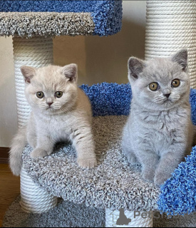 Photo №1. british shorthair - à vendre en ville de Milan | négocié | Annonce № 168319
