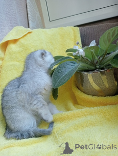 Photo №2 de l'annonce № 142833 de la vente scottish fold - acheter à Fédération de Russie annonce privée, éleveur