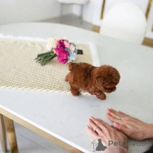 Photo №1.  - à vendre en ville de Beringen | Gratuit | Annonce №161558