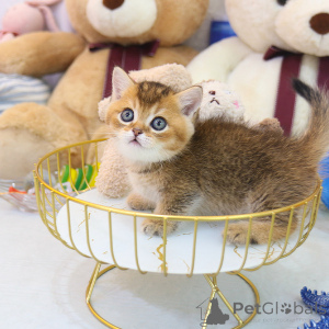 Photo №2 de l'annonce № 153268 de la vente munchkin - acheter à Bahamas éleveur