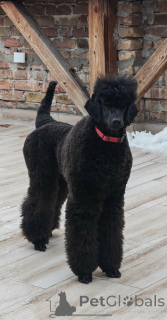 Photo №3. Litière de première classe de GRANDS CANICHES. Serbie