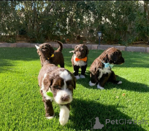 Photo №1. chien d'eau portugais - à vendre en ville de Amsterdam | 700€ | Annonce №160810